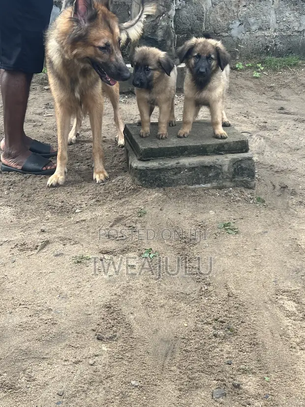 Purebred German Shepherd Puppies (1-3 Months) - 1