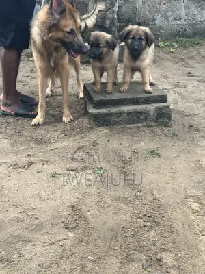 Purebred German Shepherd Puppies (1-3 Months)