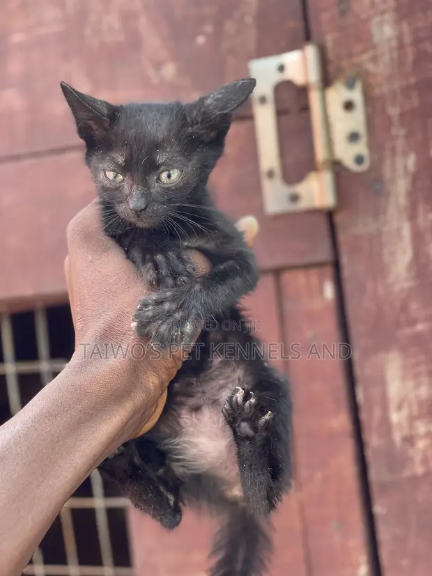 Purebred Bombay Kitten - 1-3 Months Old - 1