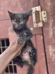 Purebred Bombay Kitten - 1-3 Months Old - 1