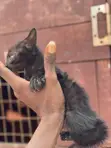 Purebred Bombay Kitten - 1-3 Months Old - 2