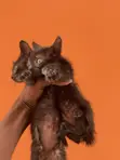 Purebred Bombay Kitten - 1-3 Months Old - 3