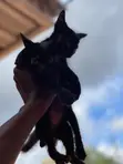 Purebred Bombay Kitten - 1-3 Months Old - 4