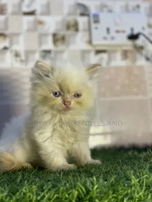 Kare-karen Persian Mai Tsarki - Mace, Makonni 7