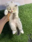 Kare-karen Persian Mai Tsarki - Mace, Makonni 7 - 3