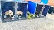 Giant Collapsible Metal Dog Cage - 2