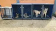 Giant Collapsible Metal Dog Cage - 3