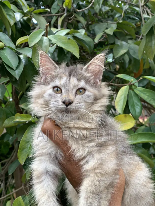Purebred Maine Coon Kitten - 1-3 Months Female - 1