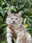 Purebred Maine Coon Kitten - 1-3 Months Female - 1