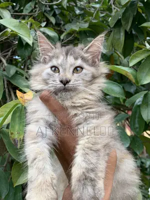 Purebred Maine Coon Kitten - 1-3 Months Female