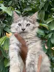 Purebred Maine Coon Kitten - 1-3 Months Female - 2