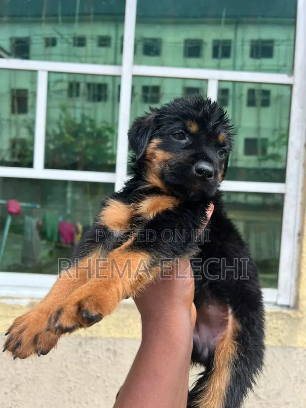 Rottweiler Puppy Mai Tsarki - Watan 1-3 - 1