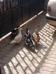 Kaji (Ducks) Akwai - Na Gida & Hybrid - 1
