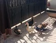 Kaji (Ducks) Akwai - Na Gida & Hybrid - 3