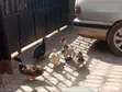 Kaji (Ducks) Akwai - Na Gida & Hybrid - 4