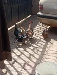 Kaji (Ducks) Akwai - Na Gida & Hybrid - 5
