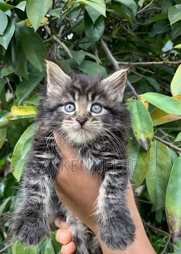 Purebred Maine Coon Kitten - 1-3 Months Old - 1