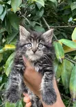 Purebred Maine Coon Kitten - 1-3 Months Old - 1