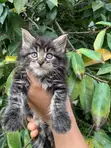 Purebred Maine Coon Kitten - 1-3 Months Old - 2