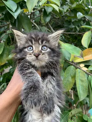 Kare Mai Tsarki na Maine Coon - Watan 1-3
