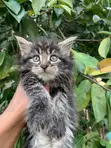 Purebred Maine Coon Kitten - 1-3 Months Old - 3