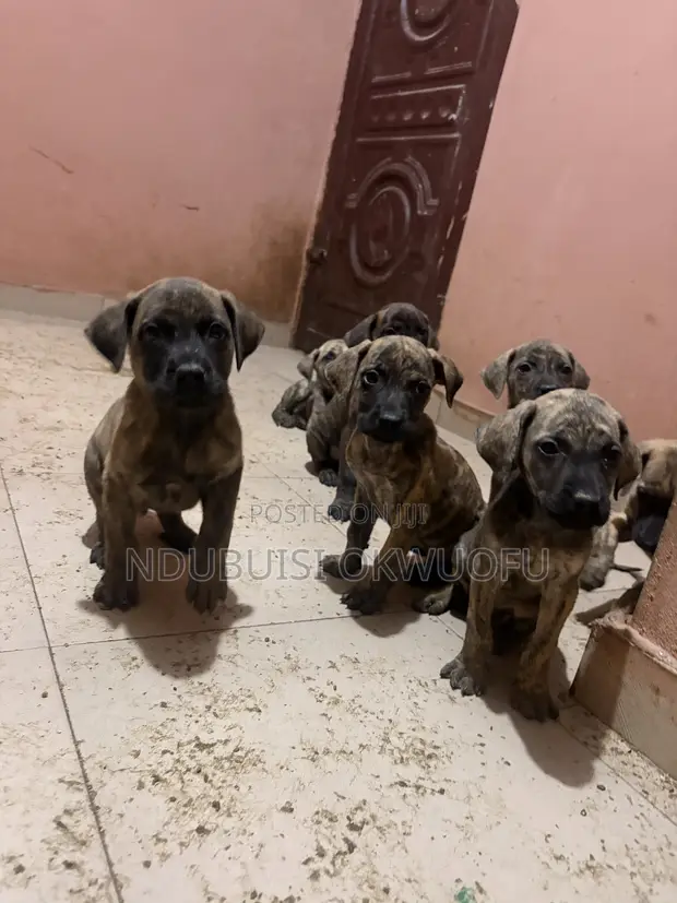 Dan Kura Boerboel Mai Tsarki - Mace, 1-3 Watan - 1