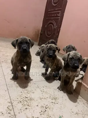 Dan Kura Boerboel Mai Tsarki - Mace, 1-3 Watan