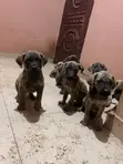 Dan Kura Boerboel Mai Tsarki - Mace, 1-3 Watan - 1