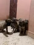 Dan Kura Boerboel Mai Tsarki - Mace, 1-3 Watan - 2