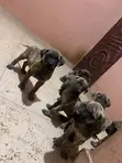 Dan Kura Boerboel Mai Tsarki - Mace, 1-3 Watan - 3