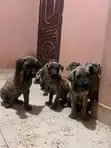 Dan Kura Boerboel Mai Tsarki - Mace, 1-3 Watan - 4