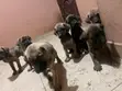 Dan Kura Boerboel Mai Tsarki - Mace, 1-3 Watan - 5