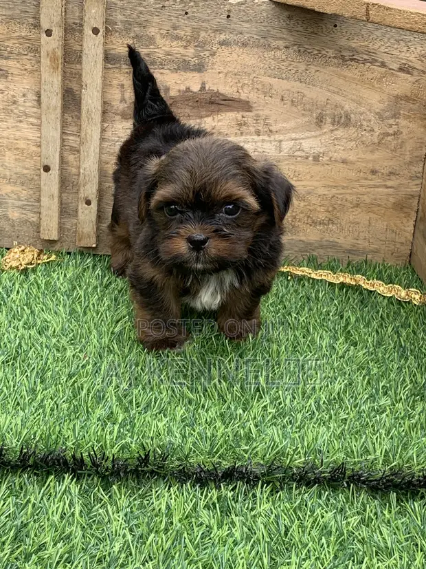 Purebred Lhasa Apso Puppy - 1-3 Months Male - 1