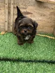 Purebred Lhasa Apso Puppy - 1-3 Months Male - 1
