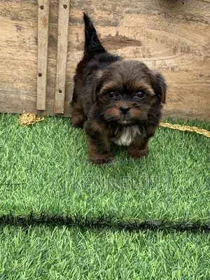 Purebred Lhasa Apso Puppy - 1-3 Months Male