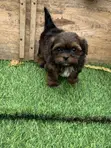 Purebred Lhasa Apso Puppy - 1-3 Months Male - 2