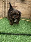 Purebred Lhasa Apso Puppy - 1-3 Months Male - 3