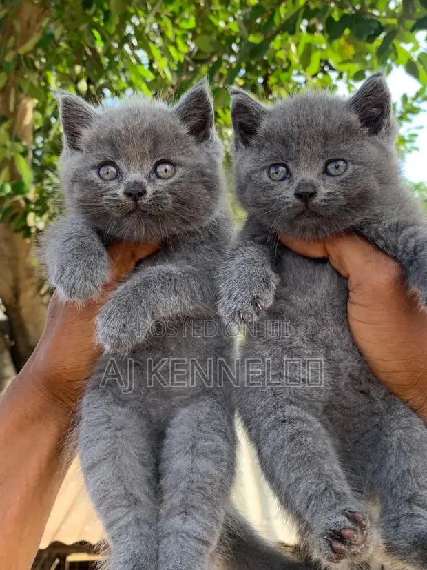 Kittens na British Shorthair (Wata 1-3) - 1