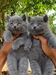 British Shorthair Kittens (1-3 Months Old) - 2