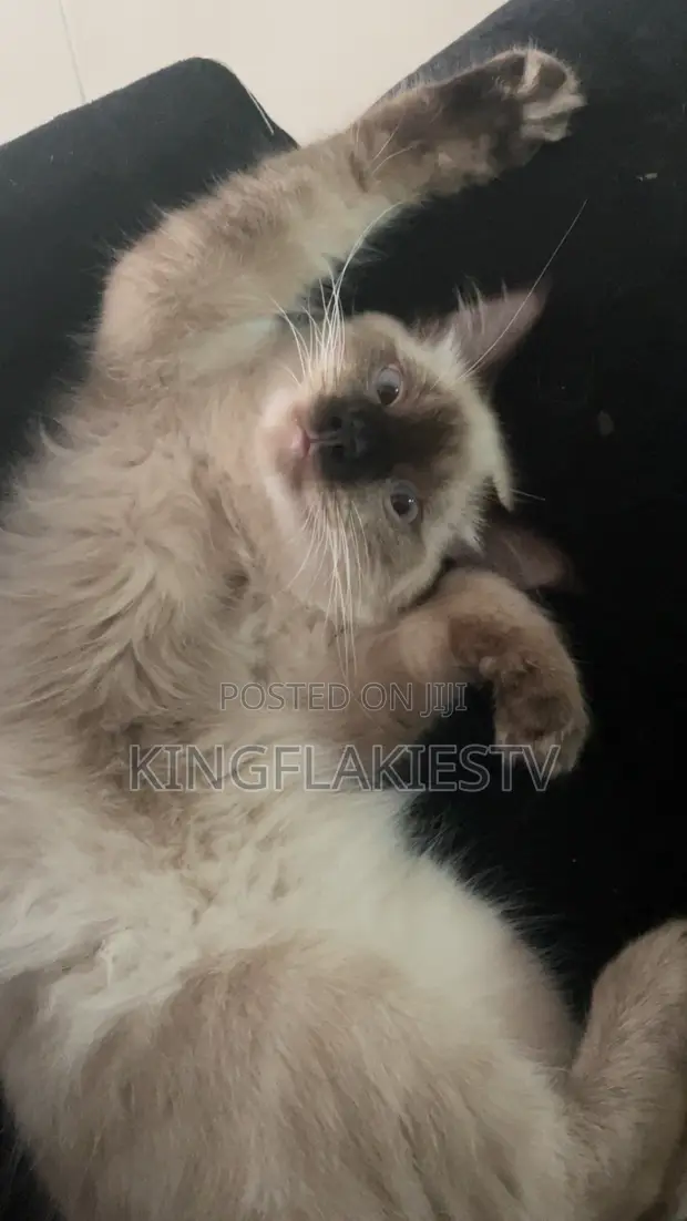 7-Month-Old Male Mixed Breed Siamese Kitten - 1