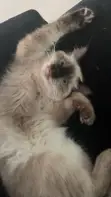 7-Month-Old Male Mixed Breed Siamese Kitten - 1