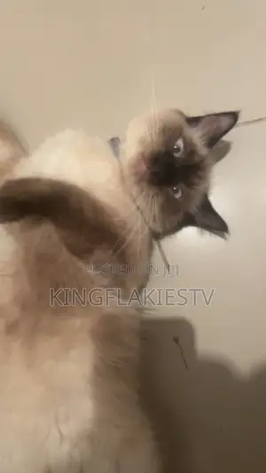 7-Month-Old Male Mixed Breed Siamese Kitten
