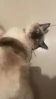 7-Month-Old Male Mixed Breed Siamese Kitten - 2