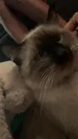 7-Month-Old Male Mixed Breed Siamese Kitten - 3