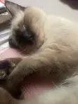 7-Month-Old Male Mixed Breed Siamese Kitten - 4