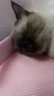 7-Month-Old Male Mixed Breed Siamese Kitten - 5