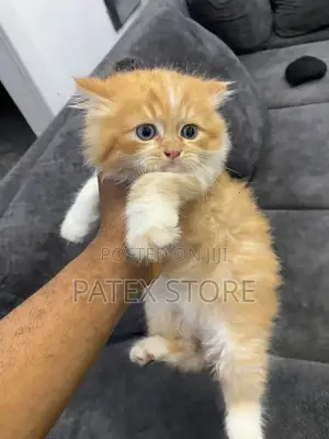 Kare-karen Persian Mai Tsarki - Watan 1-3