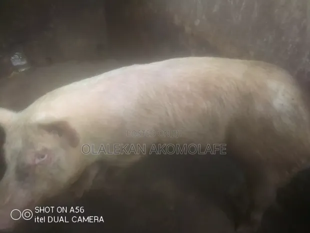 Adult Large White Pig - 1