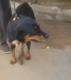Rottweiler Mai Tsarki - Mace Mai Sama Da Shekara 1