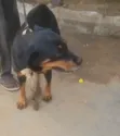 Rottweiler Mai Tsarki - Mace Mai Sama Da Shekara 1 - 1